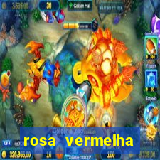 rosa vermelha (letra e cifra)